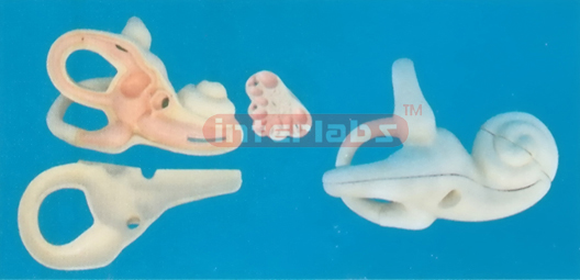 MAGNIFIED INTERNAL EAR DISSECTION MODEL